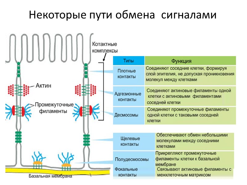 Некоторые пути обмена  сигналами